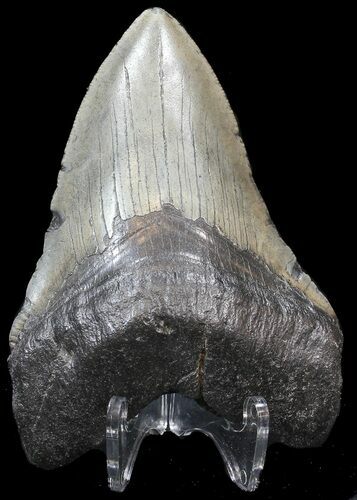 Megalodon Tooth - South Carolina #43025